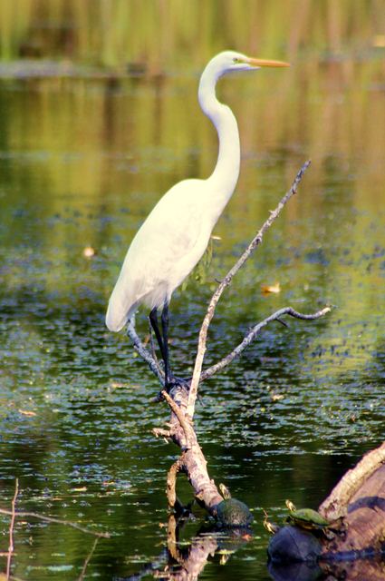 Great Egret Great Egret