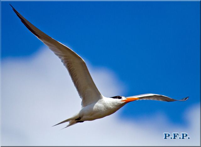 Royal Tern Royal Tern