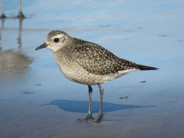 American Golden-Plover