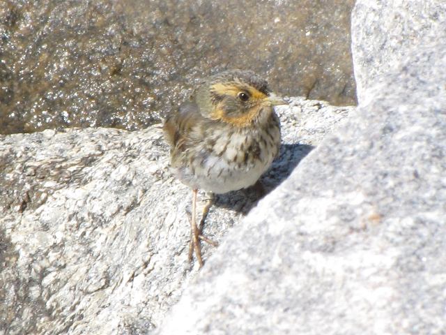 Saltmarsh Sparrow
