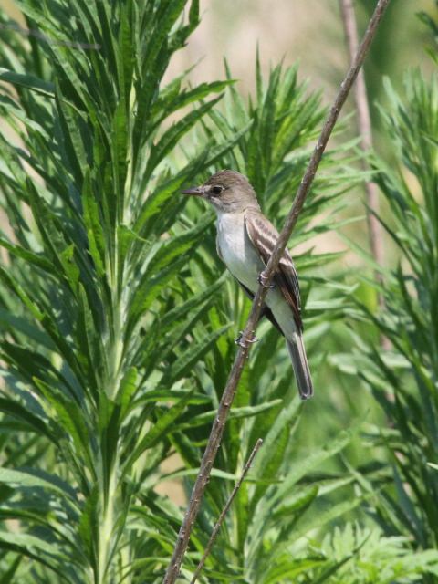 Willow Flycatcher Willow Flycatcher
