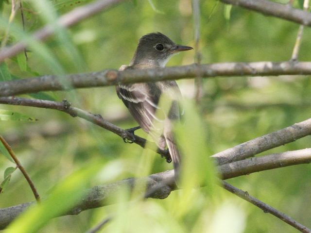 Willow Flycatcher Willow Flycatcher
