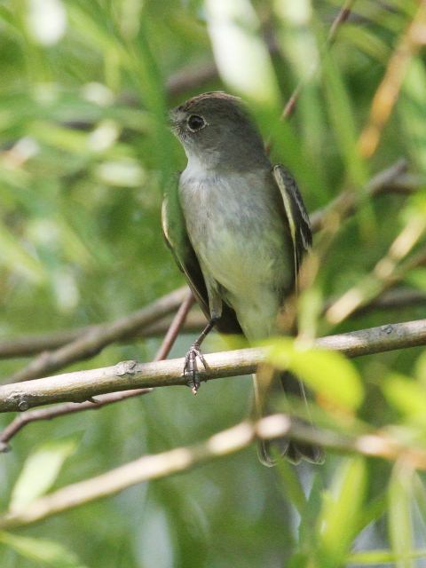 Willow Flycatcher Willow Flycatcher