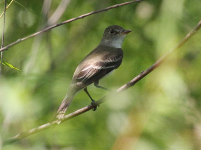 Willow Flycatcher Willow Flycatcher