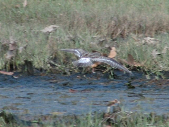White-rumped Sandpiper