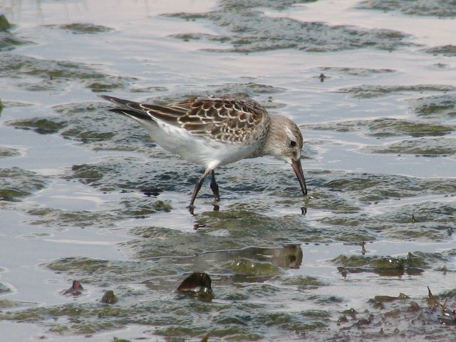 White-rumped Sandpiper