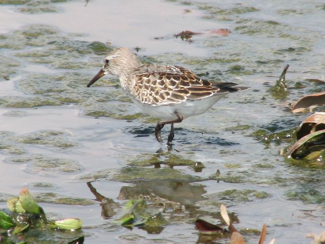 White-rumped Sandpiper