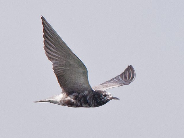 Black Tern Black Tern