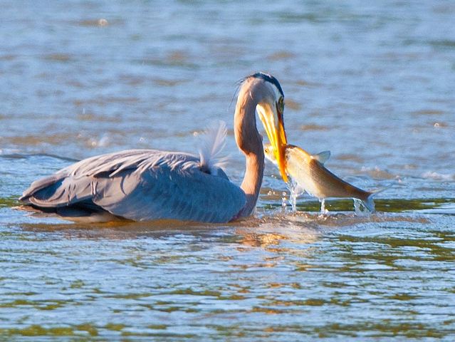 Great Blue Heron Great Blue Heron