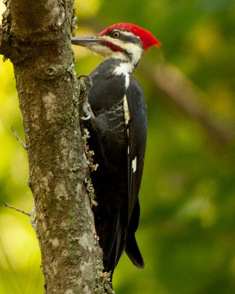 Pileated Woodpecker