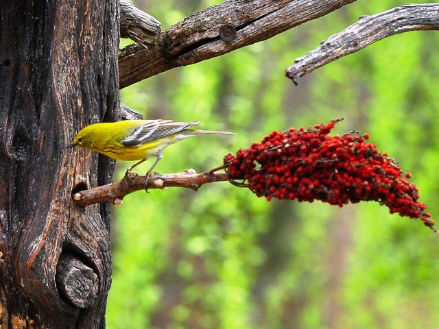 Pine Warbler