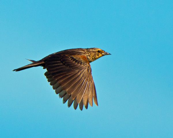 Red-winged Blackbird Red-winged Blackbird