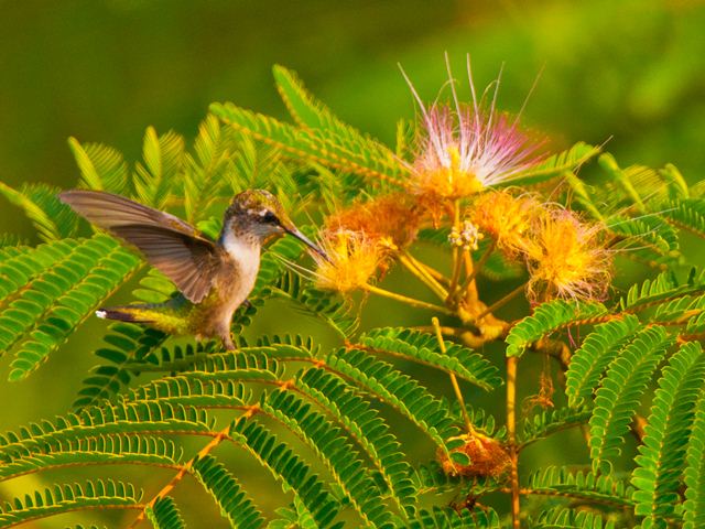 Ruby-throated Hummingbird Ruby-throated Hummingbird