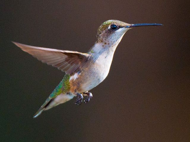 ruby throated hummingbird ruby throated hummingbird