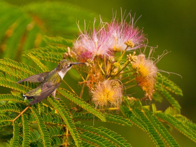 Ruby-throated Hummingbird Ruby-throated Hummingbird