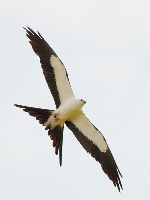 Swallow-tailed Kites