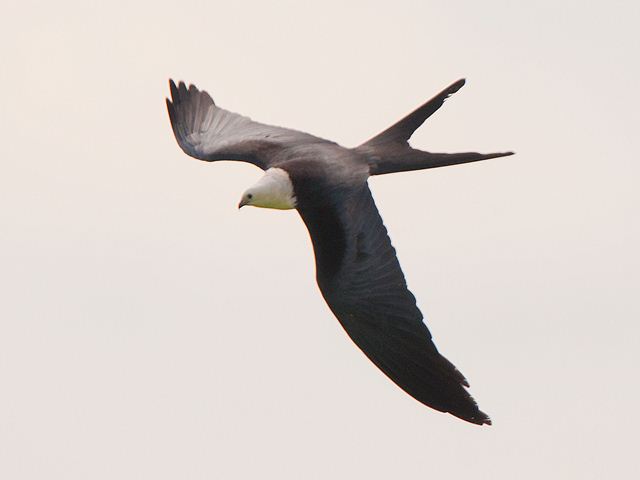 Swallow-tailed Kite Swallow-tailed Kite