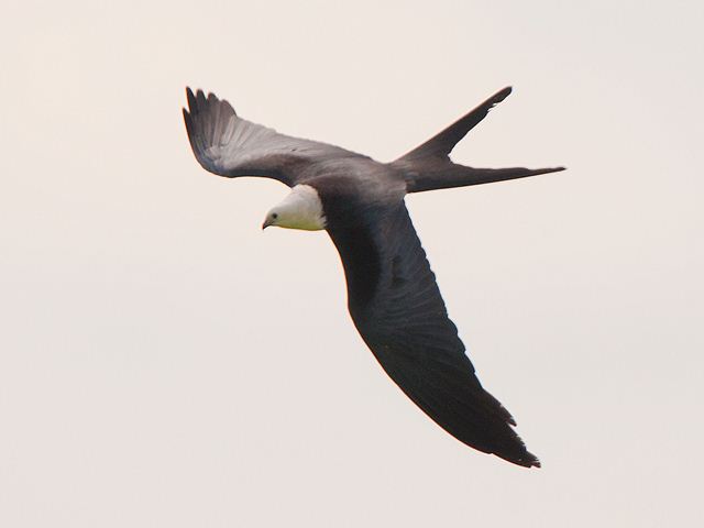 Swallow-tailed Kites