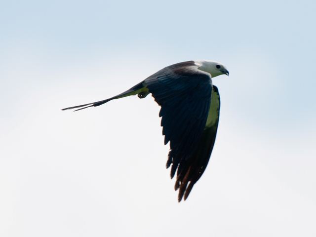 Swallow-tailed Kites