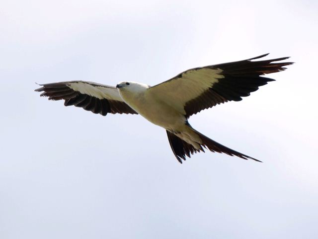 Swallow-tailed Kites