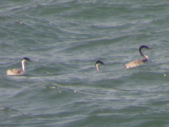 Western Grebe