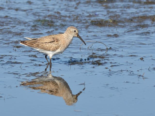 Dunlin