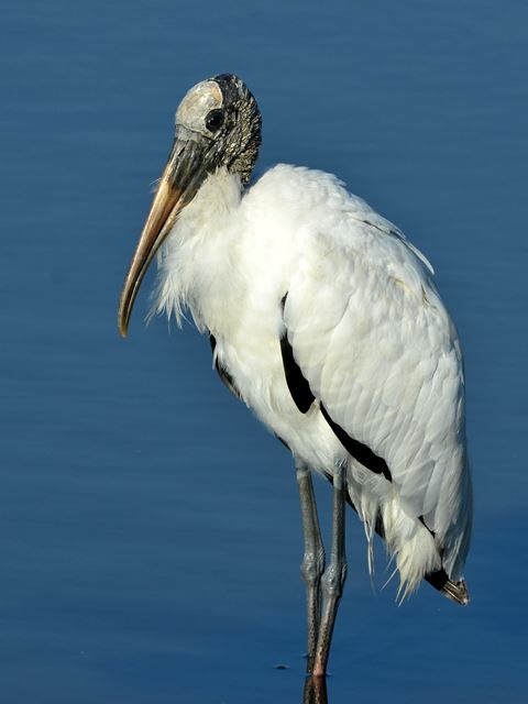 Wood Stork