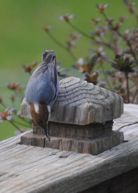 Brown-headed Nuthatch