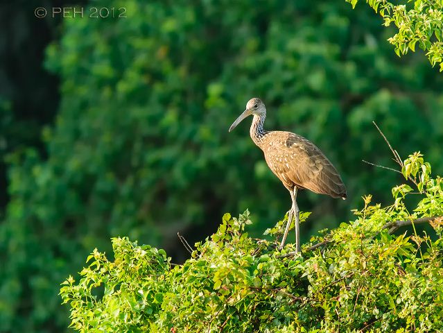 Limpkin Limpkin