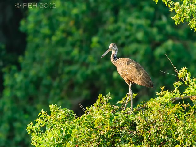 Limpkin