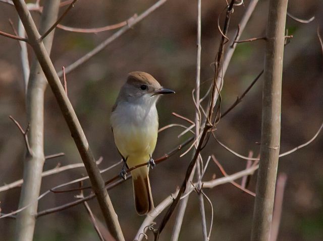 Ash-throated Flycatcher