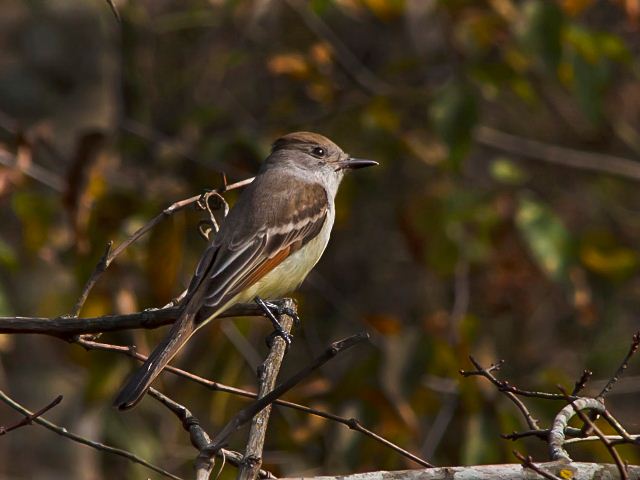 Ash-throated Flycatcher