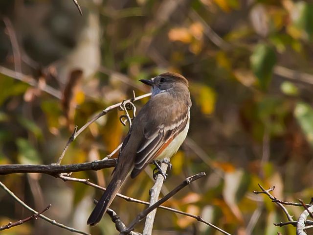 Ash-throated Flycatcher