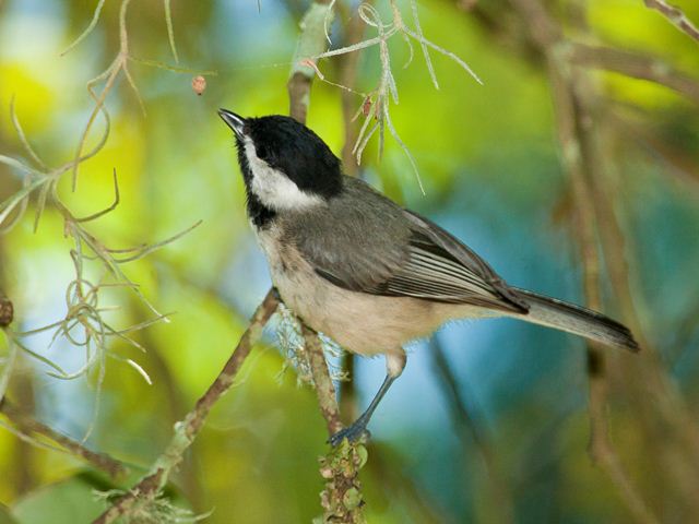 carolina chickadee carolina chickadee