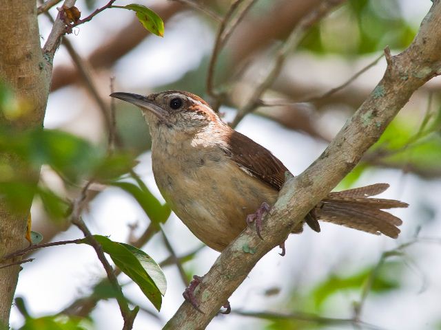 Carolina Wren