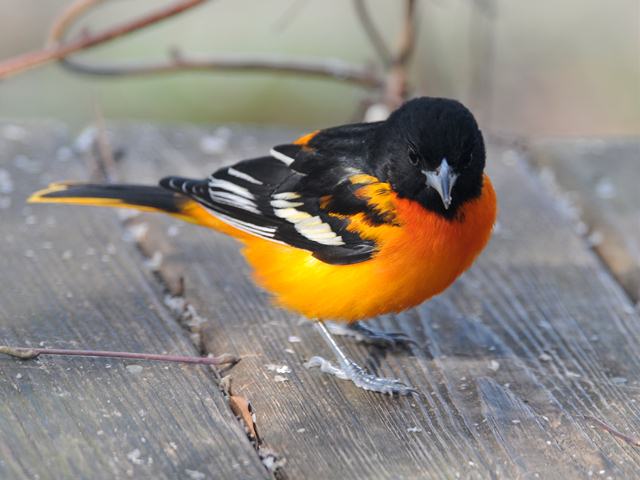 Pictures Of Baltimore Oriole - Free Baltimore Oriole pictures 