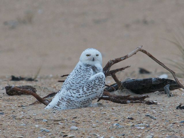 Snowy Owl