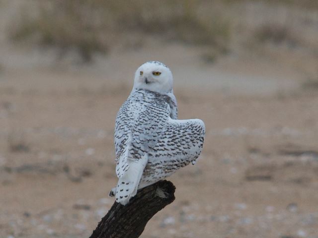 Snowy Owl