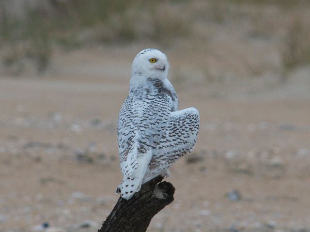 Snowy Owl