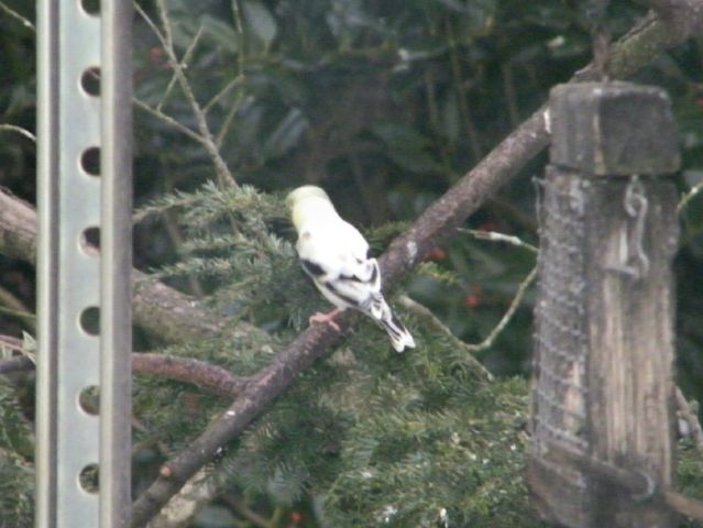 American Goldfinch