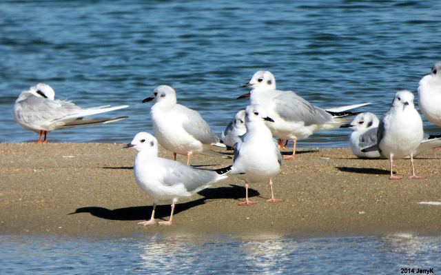 Bonaparte's Gulls and Forster's Tern