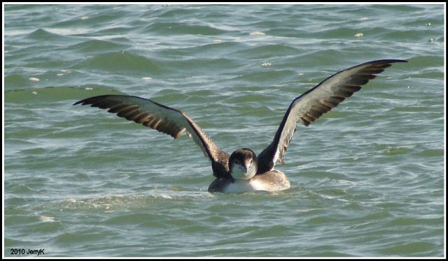 common loon. Common Loon