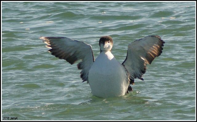 common loon images. Common Loon