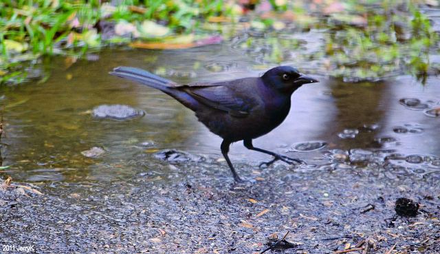 common grackle. Common Grackle