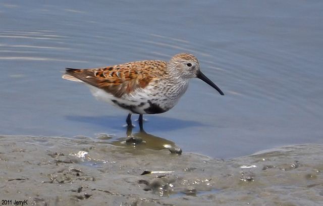 Dunlin Dunlin
