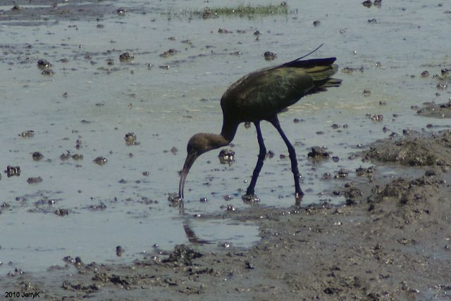 Glossy Ibis Glossy Ibis