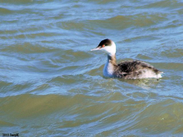 Horned Grebe Horned Grebe