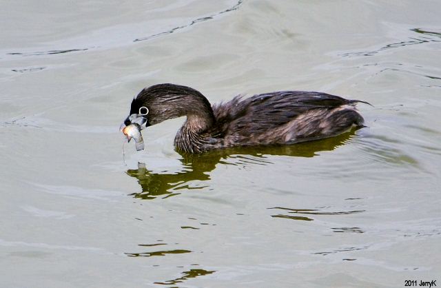 Pied-billed Grebe Pied-billed Grebe