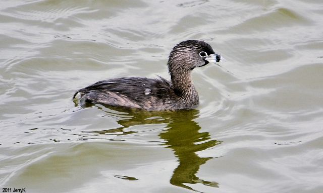Pied-billed Grebe Pied-billed Grebe