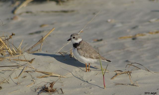Piping Plover
